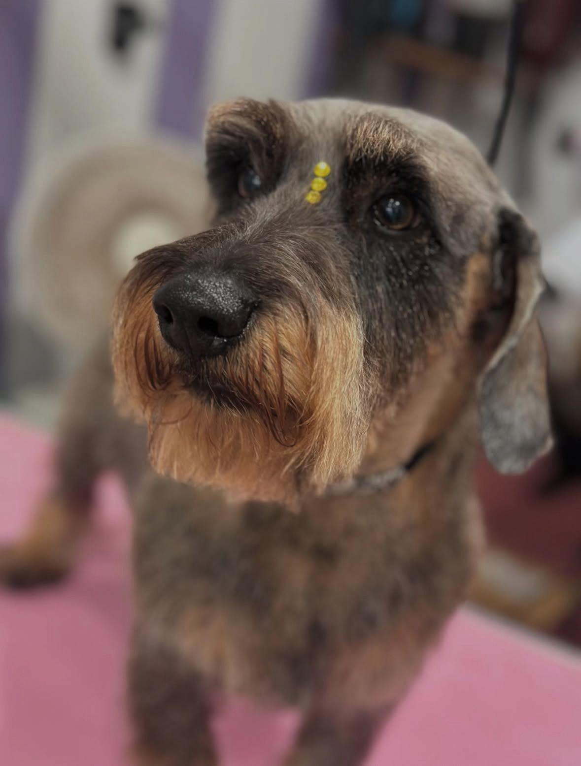 Imagen 16 de la galería